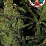 Big Buddha Seeds - Auto Critical Mass Feminised Autoflowering Cannabis Seeds