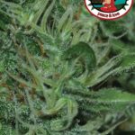 big-buddha-seeds-auto-critical-mass-feminised-autoflowering-cannabis-seeds.jpg