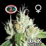 Big Buddha Seeds - Black Cheese Feminised Cannabis Seeds