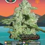 Big Buddha Seeds - California Orange Cheese Feminised Cannabis Seeds