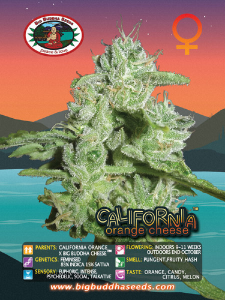big-buddha-seeds-california-orange-cheese-feminised-cannabis-seeds.jpg