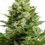 big-buddha-cheese-feminised-cannabis-seeds-4.jpg