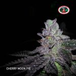 big-buddha-seeds-cherry-moon-pie-cheese-feminised-cannabis-seeds.jpg