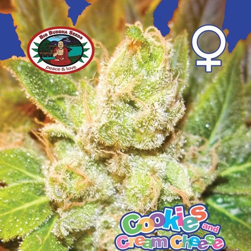 big-buddha-seeds-cookies-and-cream-cheese-feminised-cannabis-seeds-2.jpg