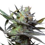 Big Buddha Seeds - King Kong Feminised Cannabis Seeds