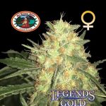 Big Buddha Seeds - Legends Gold Feminised Cannabis Seeds
