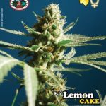 Big Buddha Seeds - Sch Lemon Cake Feminised Cannabis Seeds