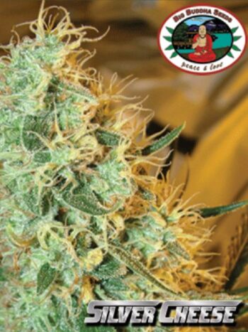 Big Buddha Seeds - Silver Cheese Feminised Cannabis Seeds