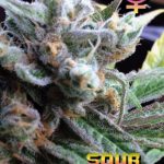 big-buddha-sour-chiesel-feminised-cannabis-seeds-2.jpg