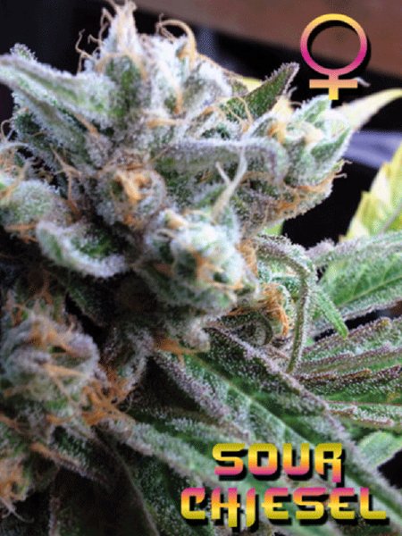 big-buddha-sour-chiesel-feminised-cannabis-seeds.jpg