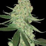 Big Head Seeds - Big Stilton Auto Feminised Autoflowering Cannabis Seeds