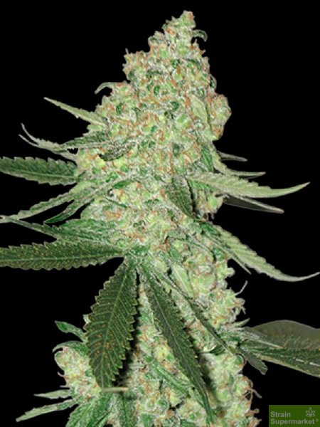 big-head-seeds-big-cheese-auto-feminised-autoflowering-cannabis-seeds.jpg