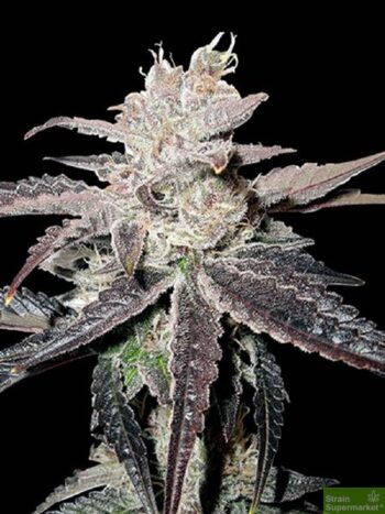 Big Head Seeds - Freeze Berry Auto Feminised Autoflowering Cannabis Seeds