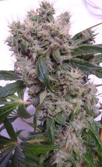 ACE Seeds Bubba Hash Fem