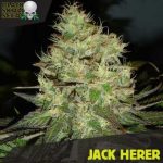 Black Skull Seeds - Jack Herer Feminised Cannabis Seeds