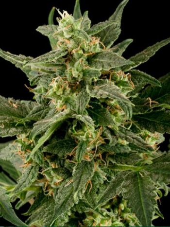 Black Skull Seeds - Auto Pineapple Gum Autoflowering Feminised Cannabis Seeds