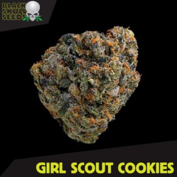 Black Skull Seeds - Girl Scout Cookies Feminised Cannabis Seeds