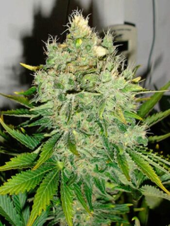 Black Skull Seeds - Pepperjack Haze Feminised Cannabis Seeds
