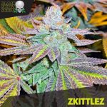 Black Skull Seeds - Zkittlez Feminised Cannabis Seeds