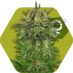 Zambeza Blue Brilliant (FEM)