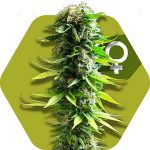 Zambeza Blue Spider (FEM)