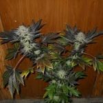 blue-venom-g13-labs-seeds-feminised-cannabis-seeds.jpg