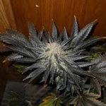 blue-venom-g13-labs-seeds-feminised-cannabis-seeds.jpg