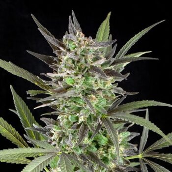 G13 Labs - Blue Venom Feminised Cannabis Seeds