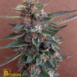 breaking-buds-chocolate-cookies-feminised-cannabis-seeds.jpg