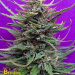 Breaking Buds Seeds - Cream Crystal Meth Feminised Cannabis Seeds