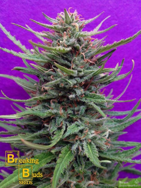 breaking-buds-cream-crystal-meth-feminised-cannabis-seeds.jpg