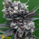 breaking-buds-malverde-feminised-cannabis-seeds.jpg