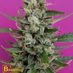 Breaking Buds Seeds - Strawberry Cream Feminised Cannabis Seeds