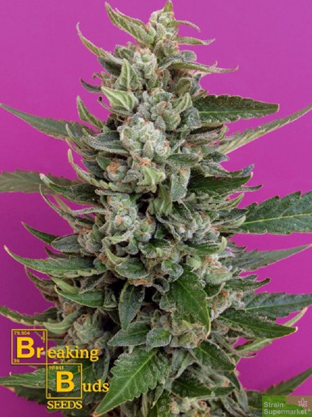 breaking-buds-strawberry-cream-feminised-cannabis-seeds.jpg
