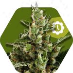candy-caramelo-autoflowering.jpg