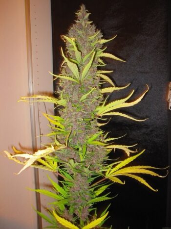 ACE Seeds - Congo Regular Cannabis Seeds