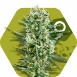 Zambeza Crazy Cookies (FEM)