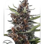 Dutch Passion - Auto Blackberry Kush Feminised Autoflowering Cannabis Seeds