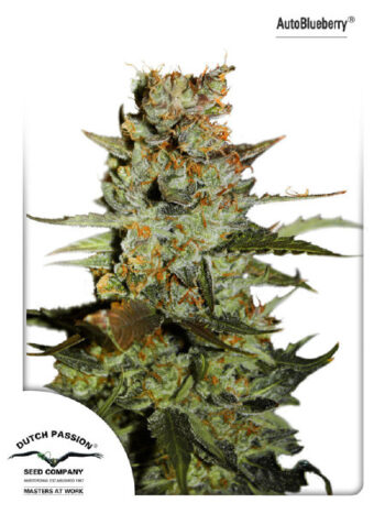 Dutch Passion - Auto Blueberry Feminised Autoflowering Cannabis Seeds