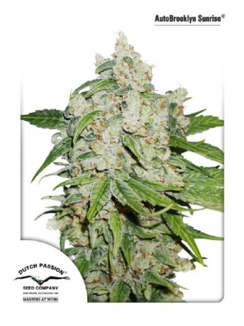 Dutch Passion - Auto Brooklyn Sunrise Feminised Autoflowering Cannabis Seeds
