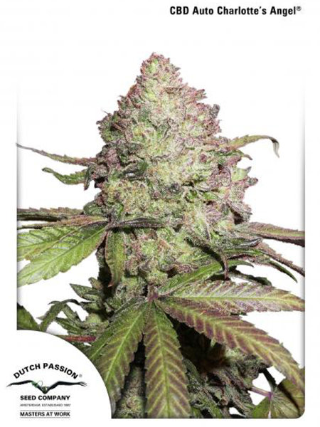 dutch-passion-auto-cbd-auto-charlottes-angel-autoflowering-feminised-cannabis-seeds.jpg