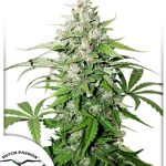 Dutch Passion - Auto Cinderella Jack Feminised Autoflowering Cannabis Seeds