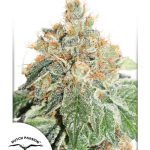 dutch-passion-auto-colorado-cookies-autoflowering-feminised-cannabis-seeds.jpg