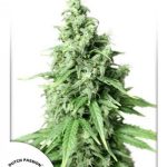 dutch-passion-auto-durban-poison-feminised-autoflowering-cannabis-seeds.jpg