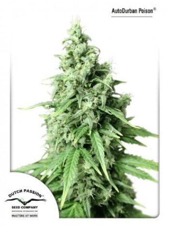 Dutch Passion - Auto Durban Poison Feminised Autoflowering Cannabis Seeds
