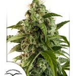 dutch-passion-auto-euforia-autoflowering-feminised-cannabis-seeds.jpg