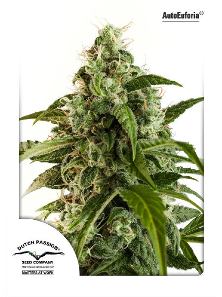 dutch-passion-auto-euforia-autoflowering-feminised-cannabis-seeds.jpg