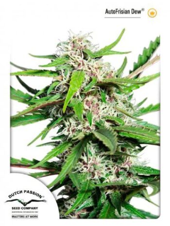 Dutch Passion - Auto Frisian Dew Feminised Autoflowering Cannabis Seeds