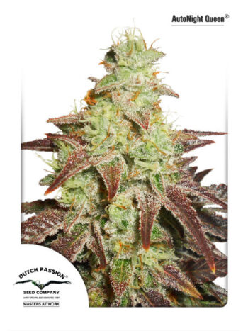Dutch Passion - Auto Night Queen Feminised Autoflowering Cannabis Seeds