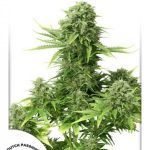 Dutch Passion - Auto StarRyder Feminised Autoflowering Cannabis Seeds
